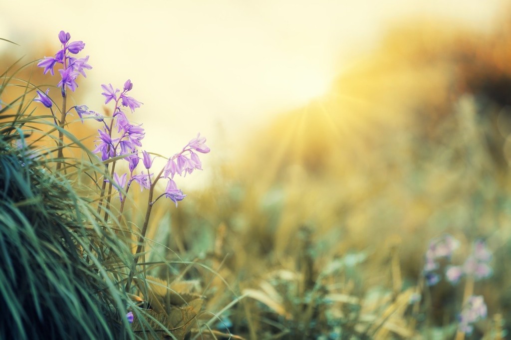 I fiori di Acqua di sole