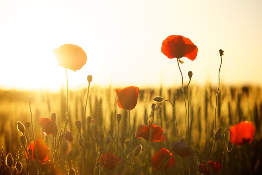 Ancora fiori, il filo conduttore di Acqua di sole