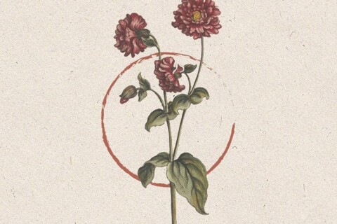 Un fiore con tre corolle rosse e un lungo stelo verde, circondato da un cerchio spezzato